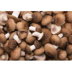 Shiitake Mushroom Extract dried Shiitake Mushroom Powder beta D Glucan 30%-50%