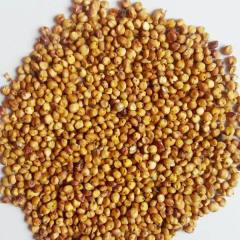 100% Pure natural sorghum extract 90% proanthocyanidins with best price