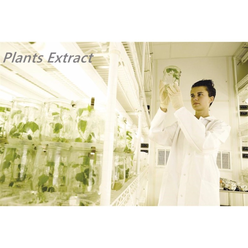 High quality Quercetin Extract quercetin 98%