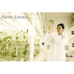 High quality Quercetin Extract quercetin 98%