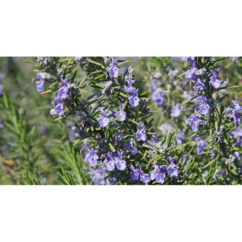 Carnosic Acid, Ursolic Acid, Rosmarinic Acid from Rosemary Extract