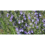 Carnosic Acid, Ursolic Acid, Rosmarinic Acid from Rosemary Extract