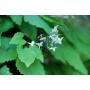 Wuhan W&Z Supply Natural Epimedium Extract 5%-98% Icariin