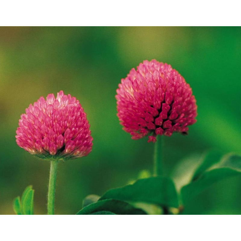 Supplier for Bulk Isoflavone powder Red Clover Extract anti-aging