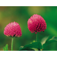 Supplier for Bulk Isoflavone powder Red Clover Extract anti-aging