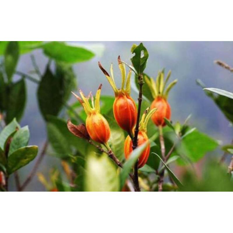 Top Quality Pigment Gardenia Furit Extract Gardenia Yellow Powder CAS 1934-20-9 with fast delivery