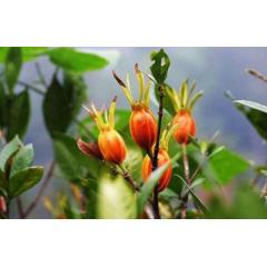 Top Quality Pigment Gardenia Furit Extract Gardenia Yellow Powder CAS 1934-20-9 with fast delivery