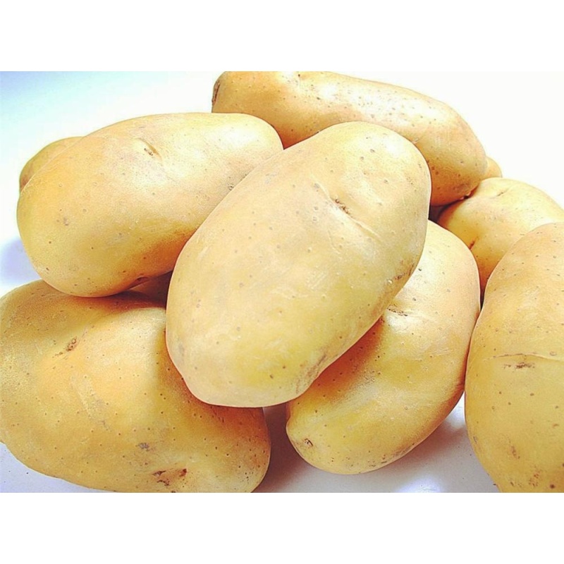 natural organic product potato extract  Potato protein  powder with best price bulk supply