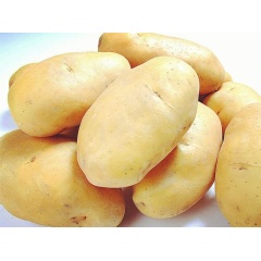 natural organic product potato extract Potato protein powder with best price bulk supply