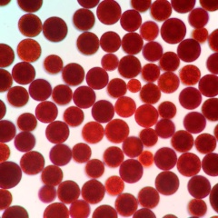 Raw Material Astaxanthin 10%  Powder Astaxanthin Oil for Health Supplement and Cosmetics