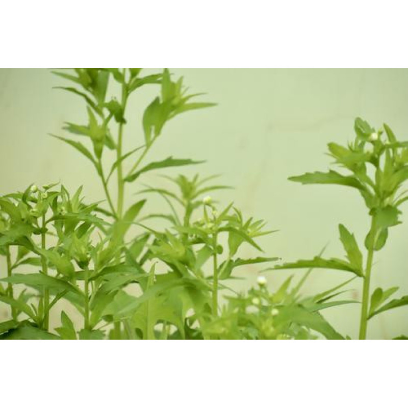 Herbal Extract 6, 7-dihydroxybergamottin 100% Natural 6, 7-dihydroxybergamottin (DHB ) for energy drinks