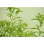 Herbal Extract 6, 7-dihydroxybergamottin 100% Natural 6, 7-dihydroxybergamottin (DHB ) for energy drinks