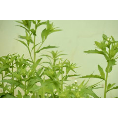 Herbal Extract 6, 7-dihydroxybergamottin 100% Natural 6, 7-dihydroxybergamottin (DHB ) for energy drinks