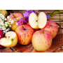 High Quality Apple Extract Skin Whitening Material Phloretin Powder CAS 60-82-2 Phloretin