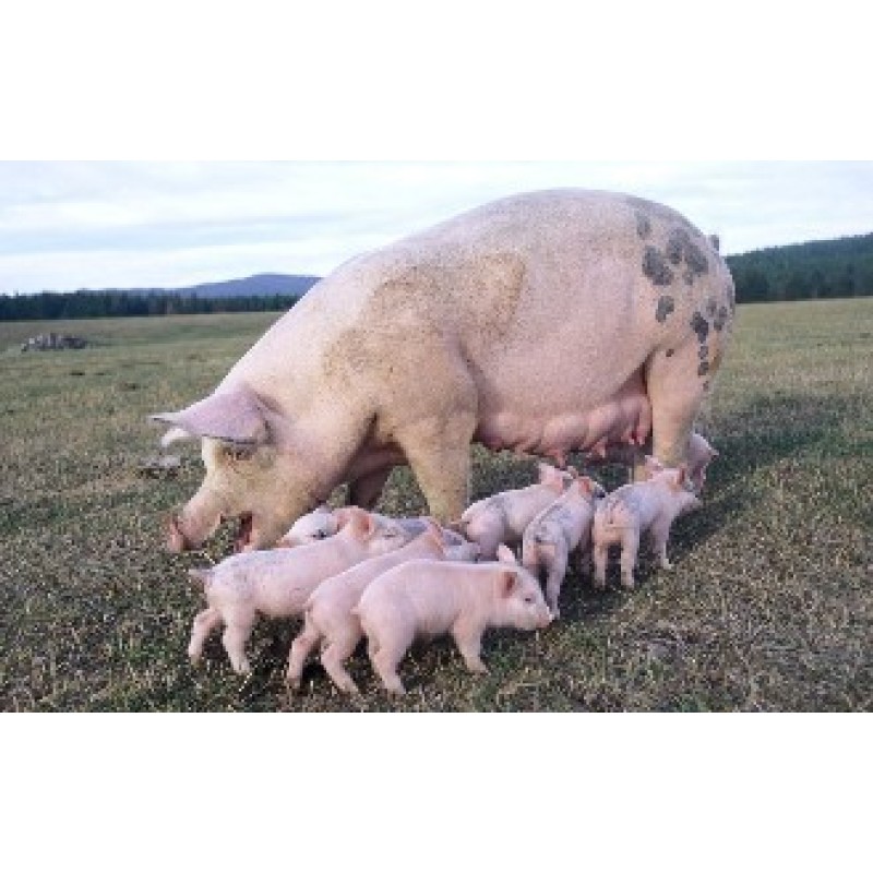 Manufacturer Supply Best Quality Bacillus Subtilis