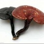 Reishi Mushroom Extract 10.0~30.0%% Polysaccharides by UV