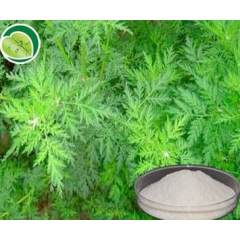 Cosmetic Grade Artemisia Annua Extract powder Artemisinin CAS 63968-64-9