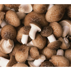 100% Pure Shiitake Mushroom Extract/ AHCC 10%-50%