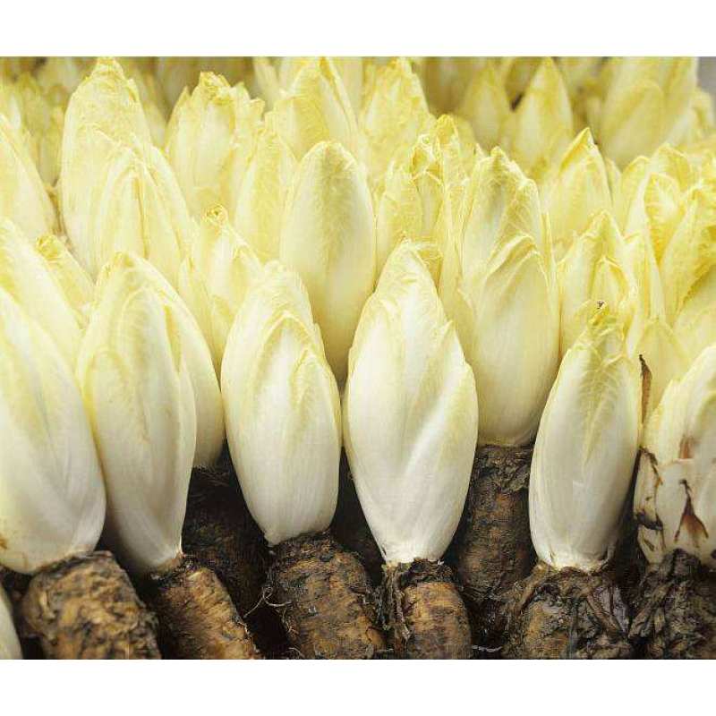 Chicory Root Extract Inulin 90% 95% CAS 9005-80-5  Inulin Powder