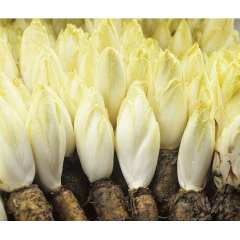 Chicory Root Extract Inulin 90% 95% CAS 9005-80-5 Inulin Powder