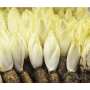 High Quality Chicory Extract Chicory Root Extract Inulin 90% 95% CAS 9005-80-5  Inulin Powder