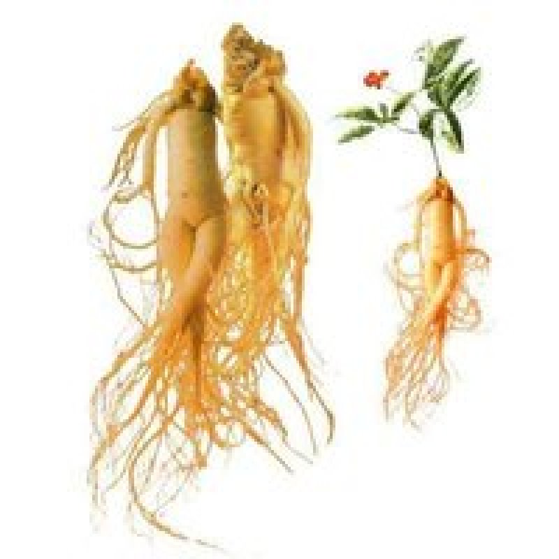 Supply Chinese Panax Ginseng Root Extract Powder