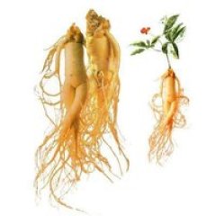 Supply Chinese Panax Ginseng Root Extract Powder
