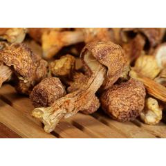 Best selling Agaricus Blazei murill Mushroom powder extract