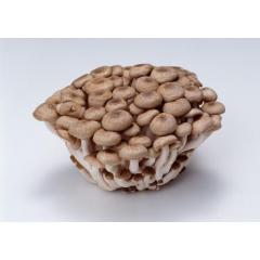 Pleurotus Ostreatus Polysaccharide Oyster Mushroom Extract Powder 30% Polysaccharides