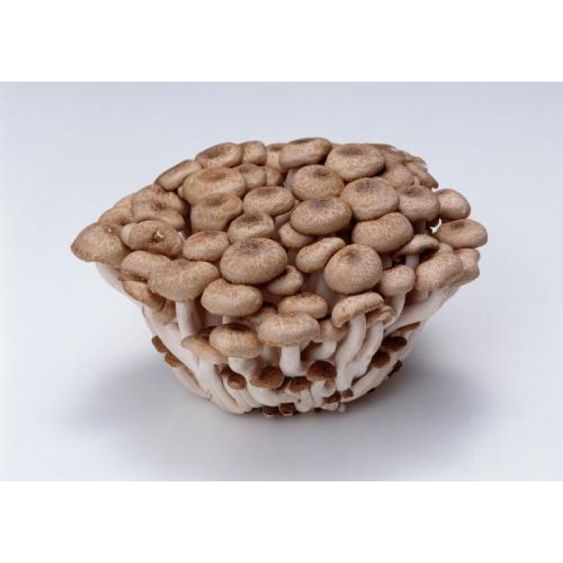 Pleurotus Ostreatus Polysaccharide Oyster Mushroom Extract Powder 30% Polysaccharides