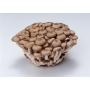 Pleurotus Ostreatus Polysaccharide Oyster Mushroom Extract Powder 30% Polysaccharides