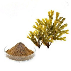GMP Factory Supply Fucus Extract Bladderwrack Extract Fucoxanthin