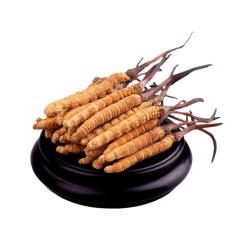 Supply Cordyceps Sinensis Extract Powder for Anti-cancer