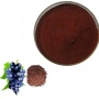 Factory Supply High Quality Natural Sorghum Extract with proanthocyanidins UV 90%