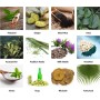 UV Test 10%~60% Polyphenol Litchi Extract
