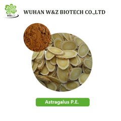 Supply 100% natural astragalus root extract