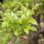 Supply natural Vine Tea Extract  Dihydromyricetin