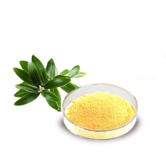 Supply Natural  Mango Extract Mangiferin   Powder