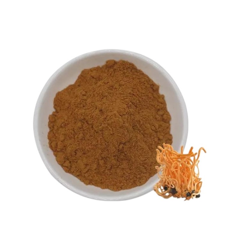 100% pure natural cordyceps militaris  extract  cordyceps powder