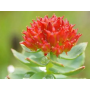 Products Salidroside  Rhodiola Rosea Extract