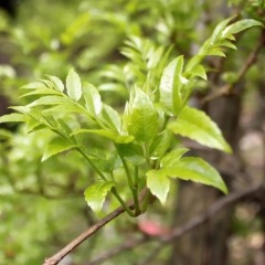 Supply natural Vine Tea Extract Myricetin