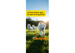 ¿Cómo hacer que un perro te quiera?