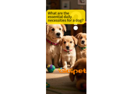 What are the essential daily necessities for a dog?