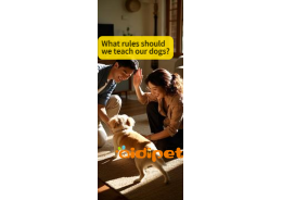 What rules should we teach our dogs?
