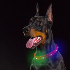 Collar de perro brillante con luz Led de colores, correa recargable, collar de perro con luz increíble