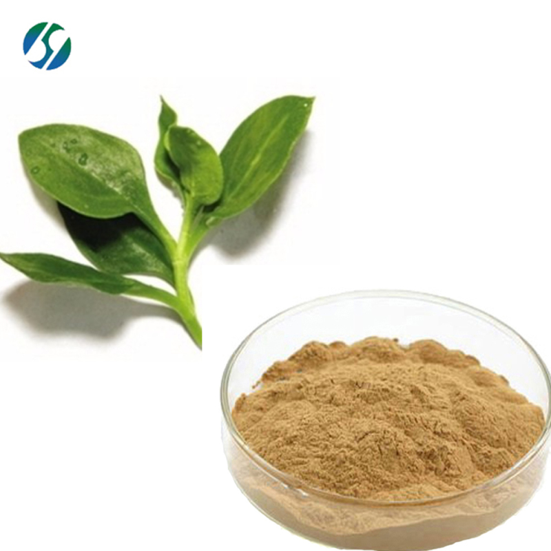 Hot selling high quality Andrographis Paniculata P.E with reasonable price and fast delivery !!