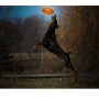 Pet Dog Training Soft Toy Flying Disc Fetch Silicone Fun Toy Led Flashing Dog Flying Disc