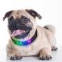 High Tech Anti-lost Dog Collar DIY Texting Showing on the Screen Led Collar Display Intelligent TPU Dog Collar