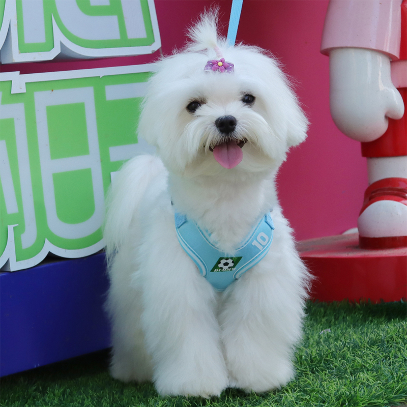 Wholesale Breathable Dog Harness Vest and Leash Set