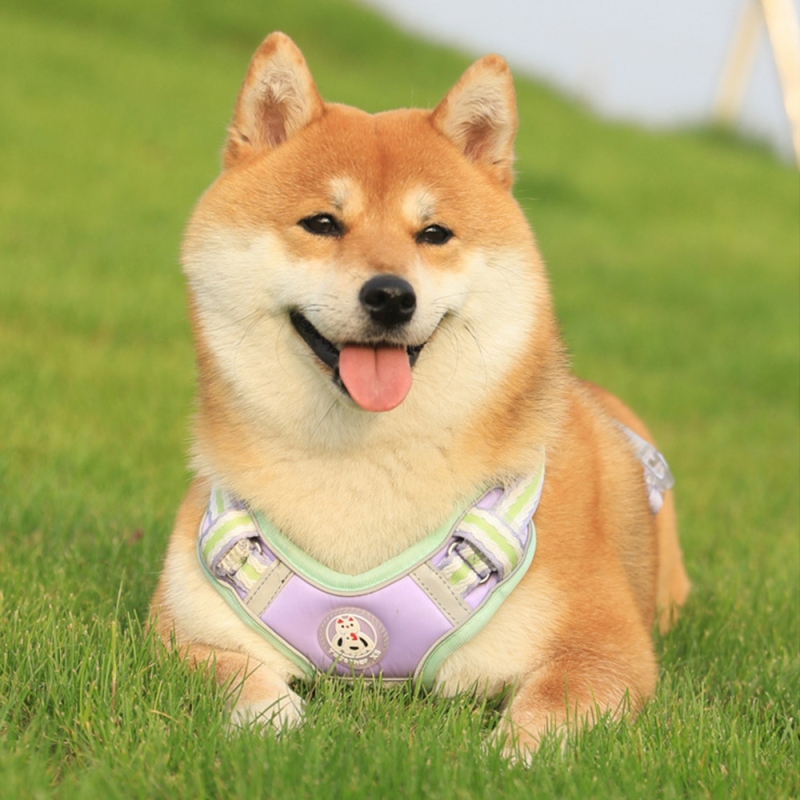 Wholesale Pet Supplier Custom Logo Pet Dog Vest Harness and Leash